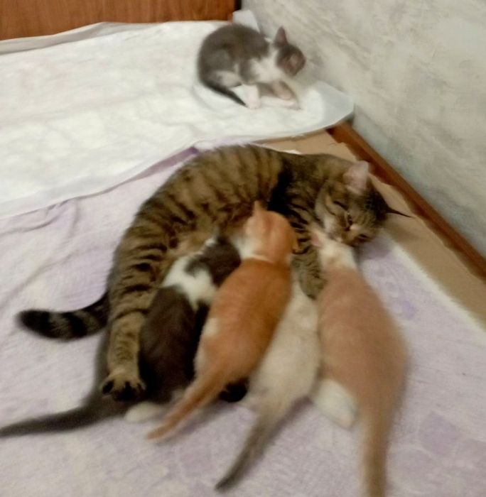 П'ятеро кошенят в добрі руки