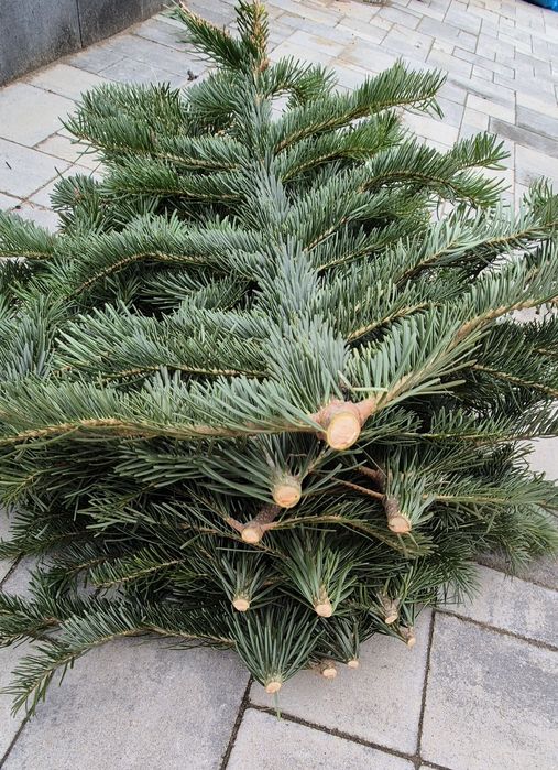 Gałązki jodły kaukaskiej – świeże, dekoracyjne (80 cm, 10–12 szt.,