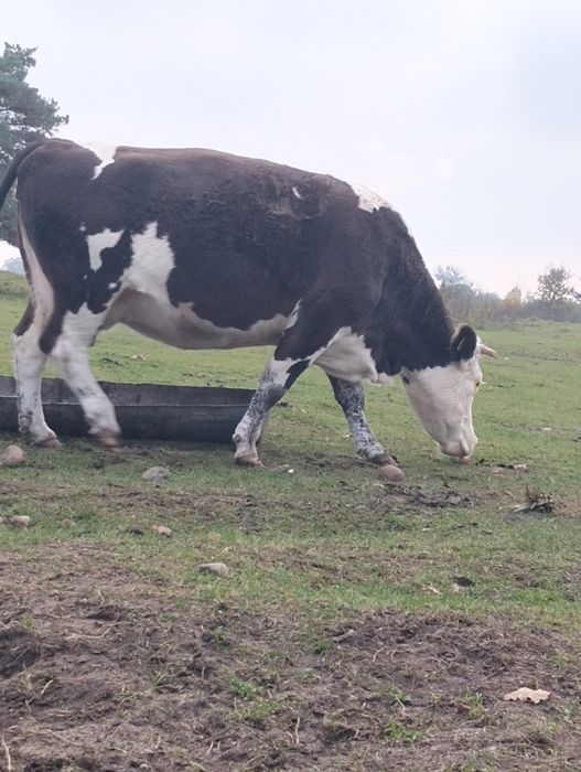 Sprzedam krowy cielne