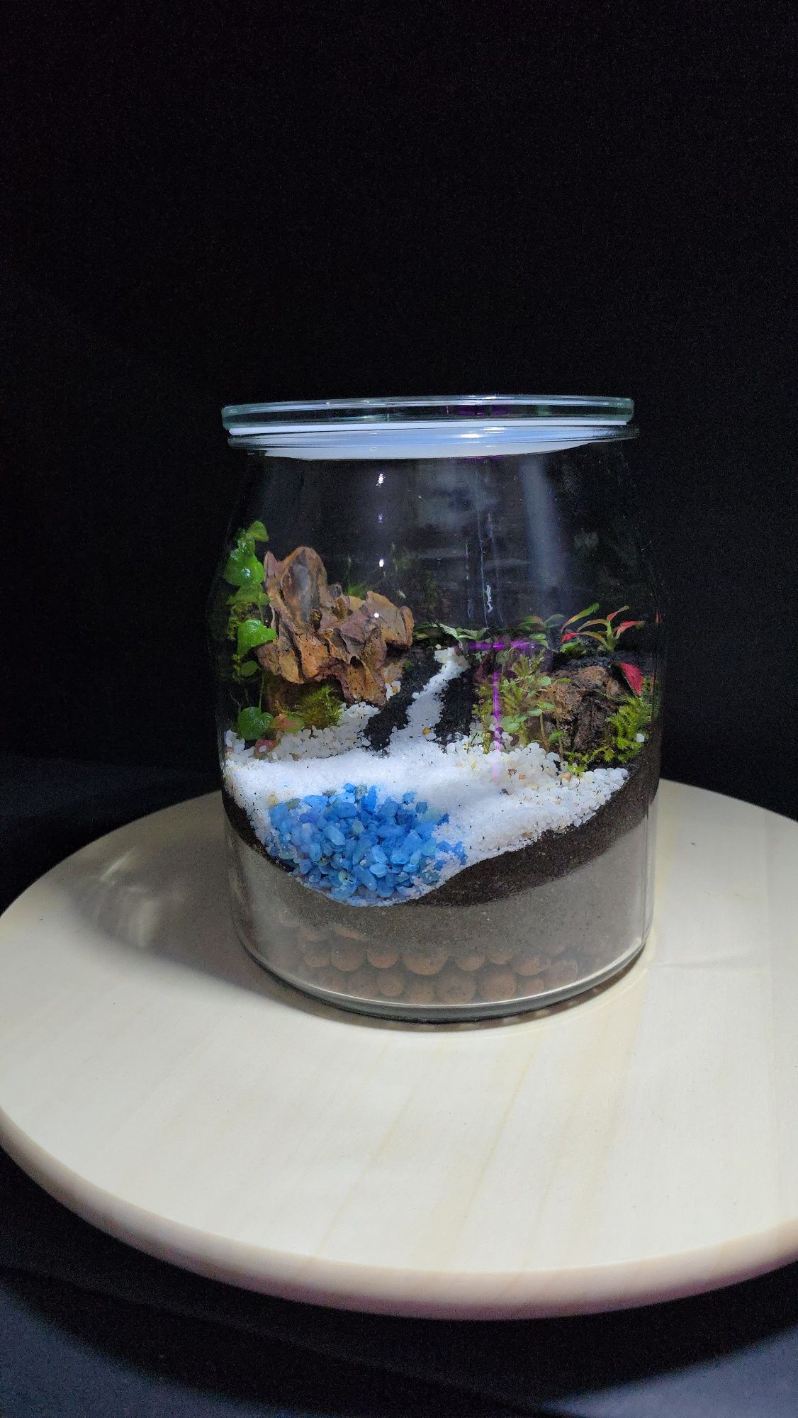 Terrarios de plantas