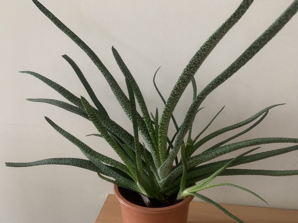 Sukulent- aloes z kropkami.