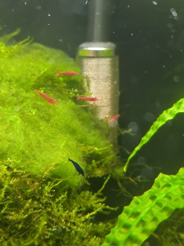 Krewetkarium Aquael 49L 35x35x40h White duży zestaw akwarium krewetki