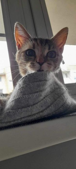 Nora kochana kotka kocię do adopcji!