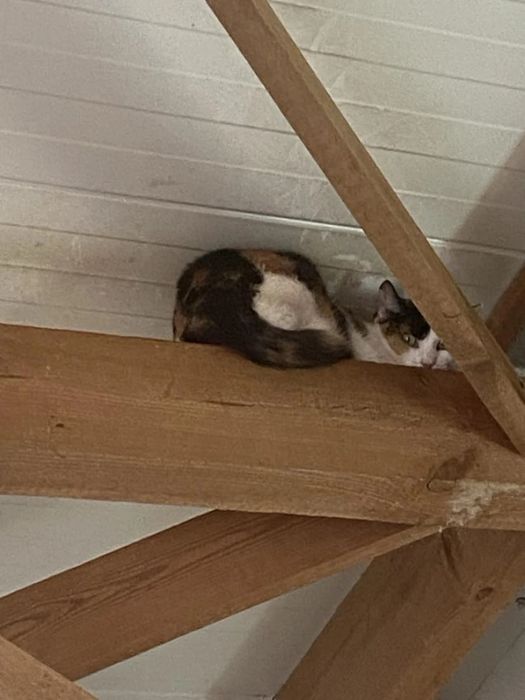 Kotka Malwa do adopcji!