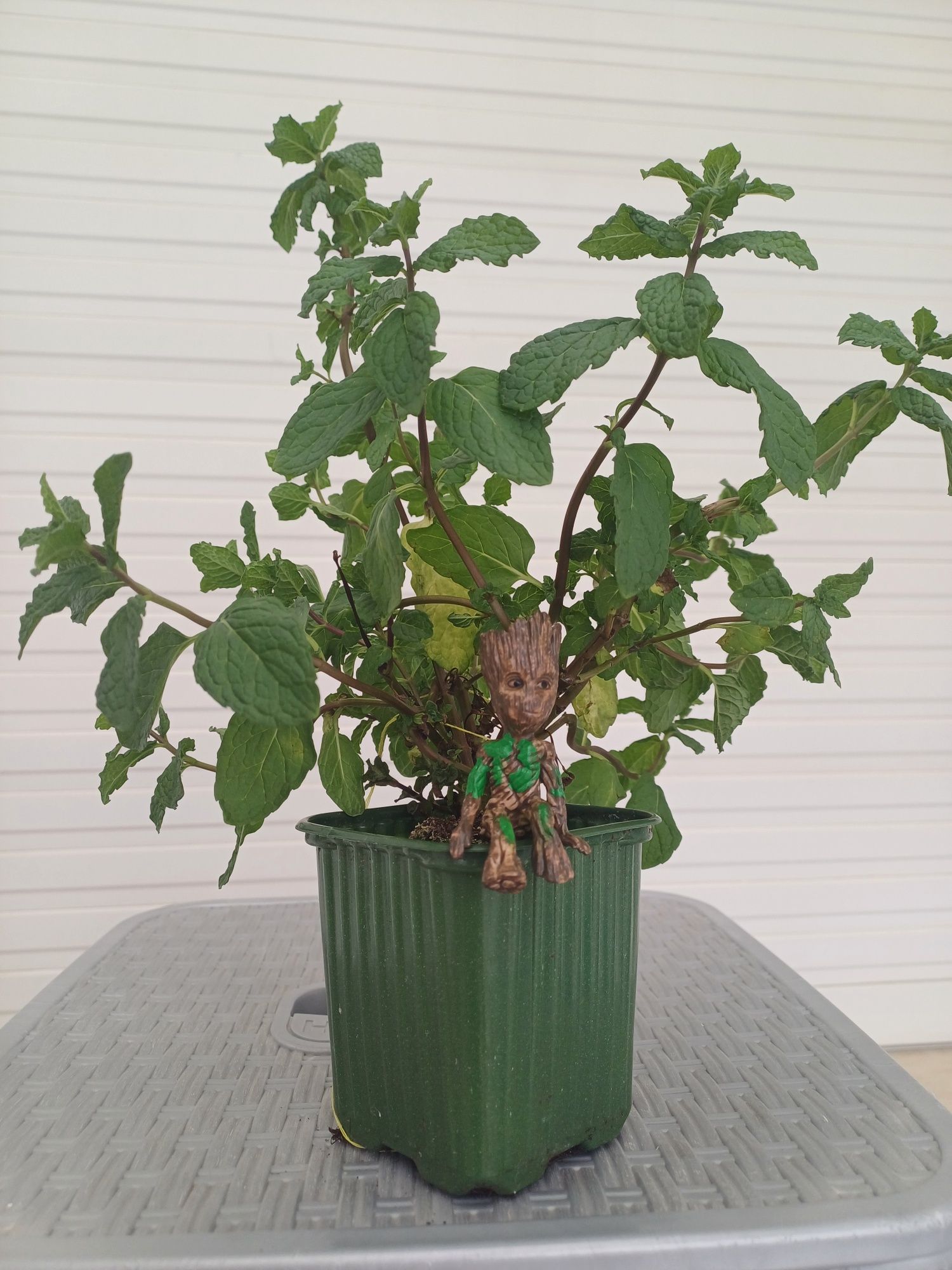 action figure Baby Groot todo país