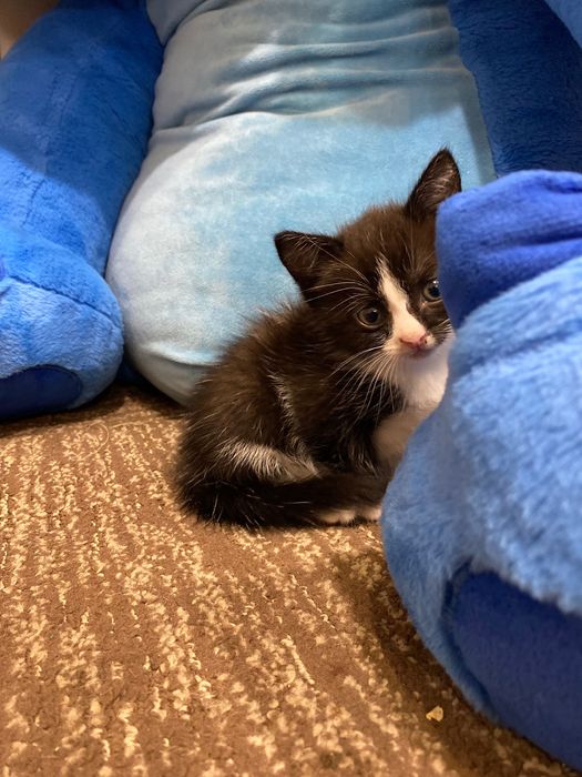 Отдам котят в добрые руки