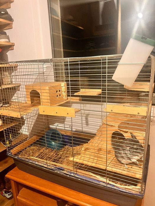 Szynszyla z klatką i wyposażeniem