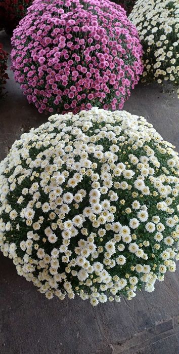 Chryzantemy drobnokwiatowe