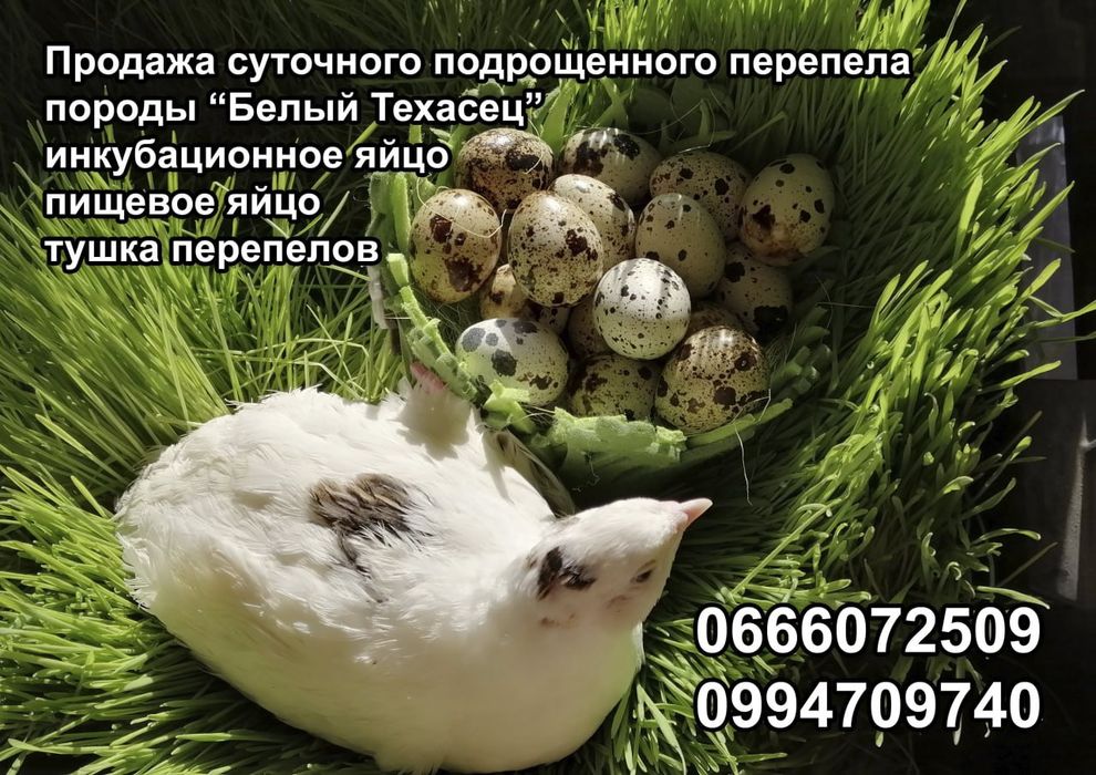 Суточные перепела