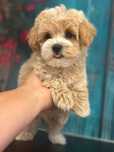 Maltipoo ostatni piesek
