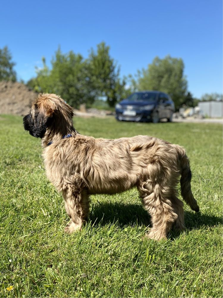 BRIARD Owczarek Francuski - VALENTINO chlopiec // Walentynkowy miot //