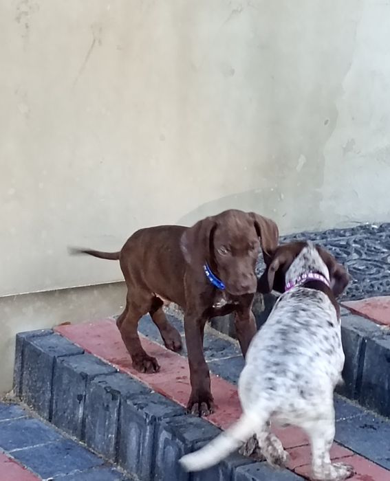 Piesek Wyżeł niemiecki krótkowłosy