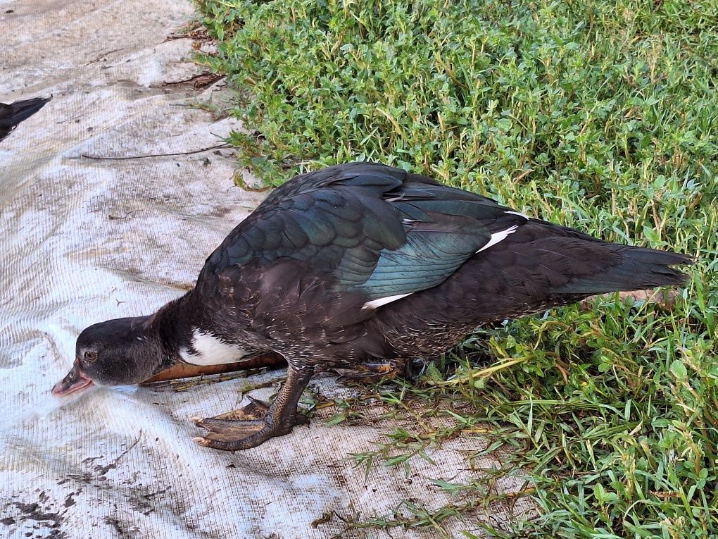 Patos mudos novos