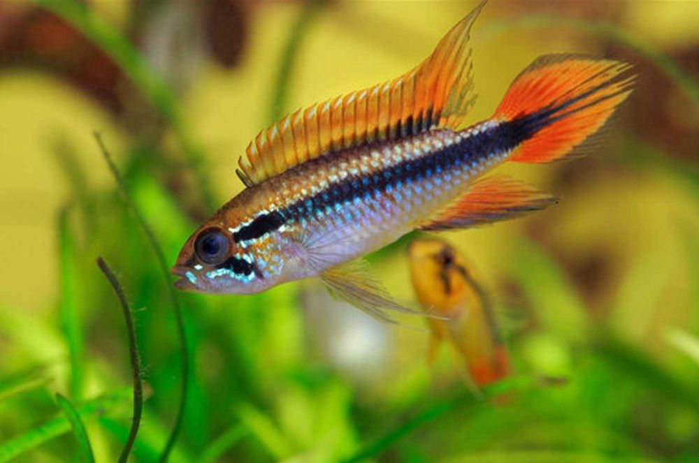 Pielęgniczka Agassiza - Apistogramma agassizii - dowozimy, wysyłamy