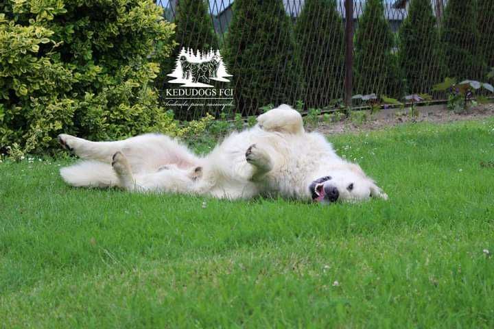 Golden Retriever ZKwP FCI  suczka gotowa do odbioru