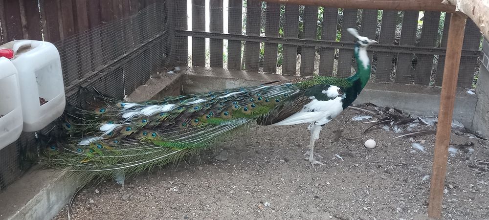 Paw pawie szmaragdowe z 2025r