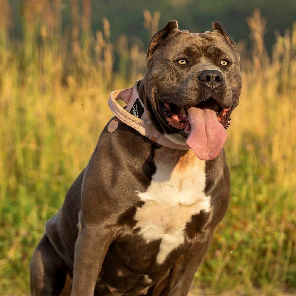 Zapowiedź miotu American Bully XL - samce