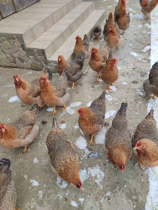 Інкубаційне яйце Білефельдер