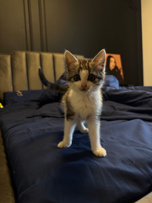 Дівчинка кошеня 1,5 міс шукає дім!