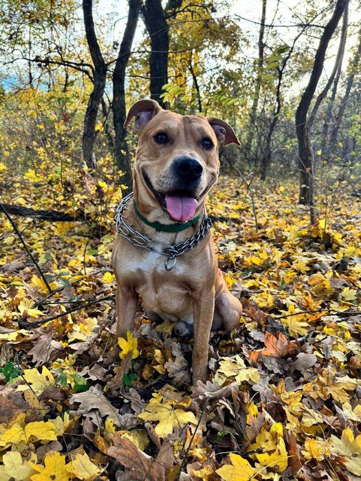 Злучка, кабель Річі(Ам.Стаф/Пітбуль)