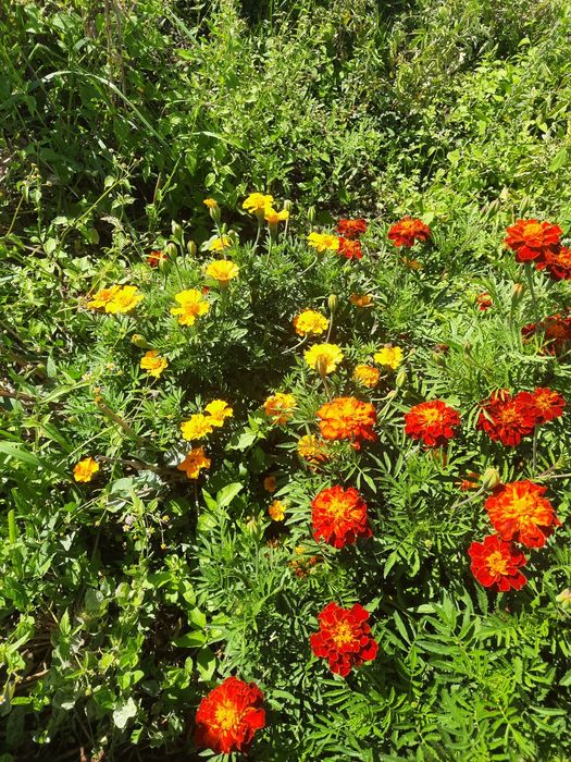 Чорнобривці свіжі та сушені