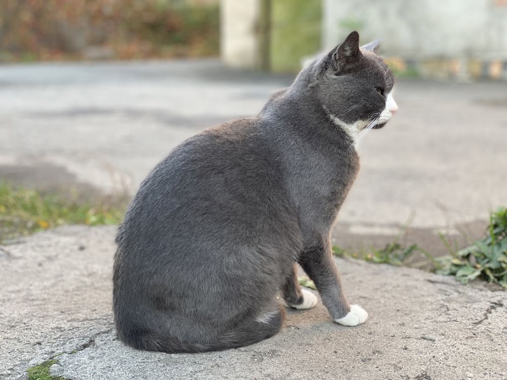 Котик Скай шукає дім та родину