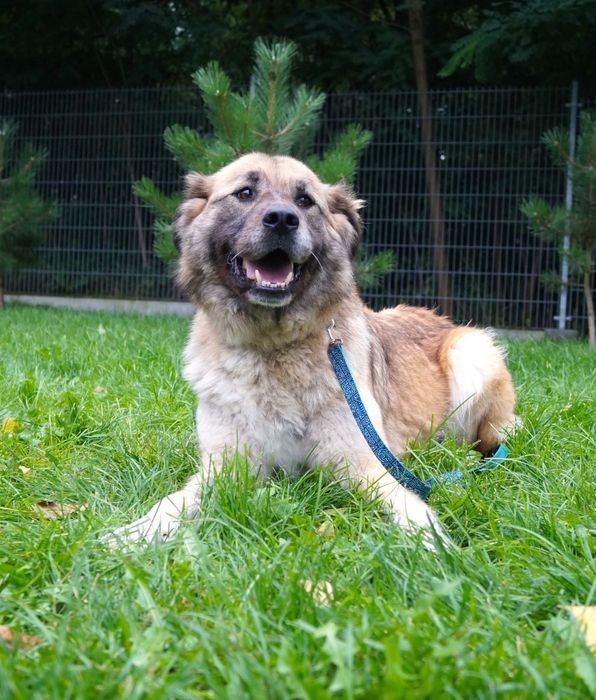 Do adopcji  Hucułka