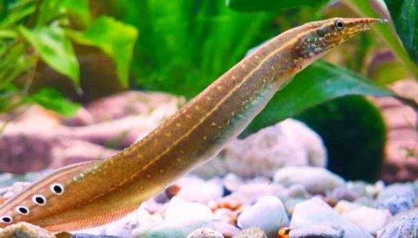 Wegorzyk ciernisty ostronos