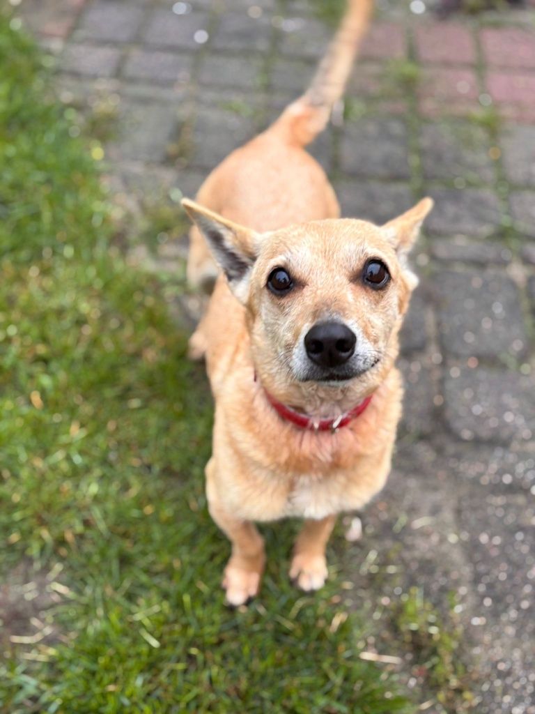 Psotka do adopcji