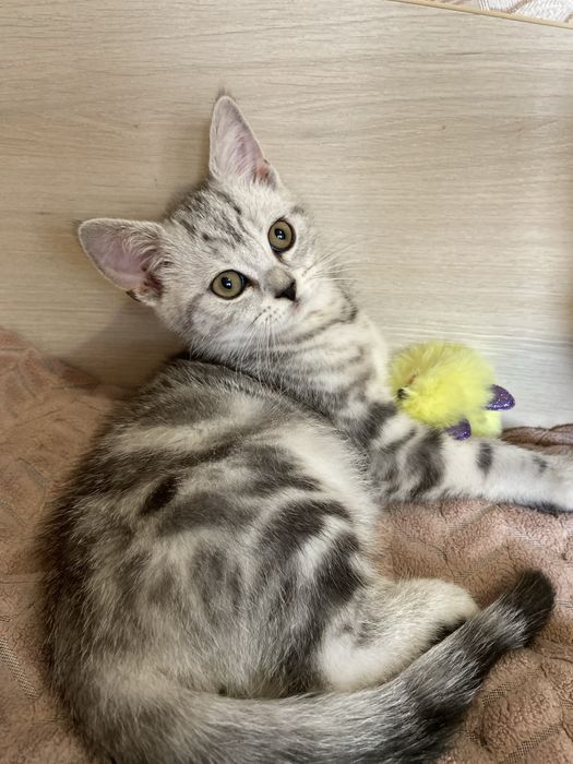 Шотландський котик скотішстрайт,продажа