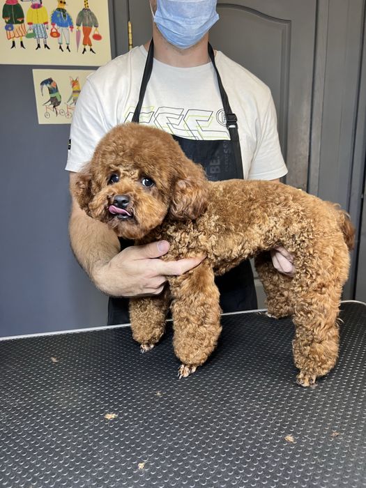 Грумінг мальтіпу