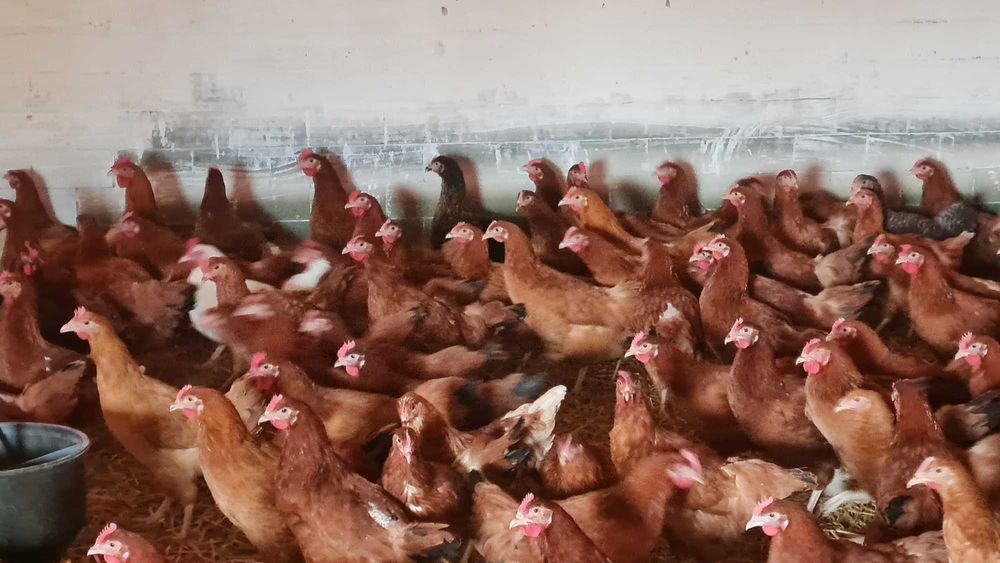 Kury Nioski ROSA młode już zaczynają nieść pierwsze jajka.FERMA DROBIU