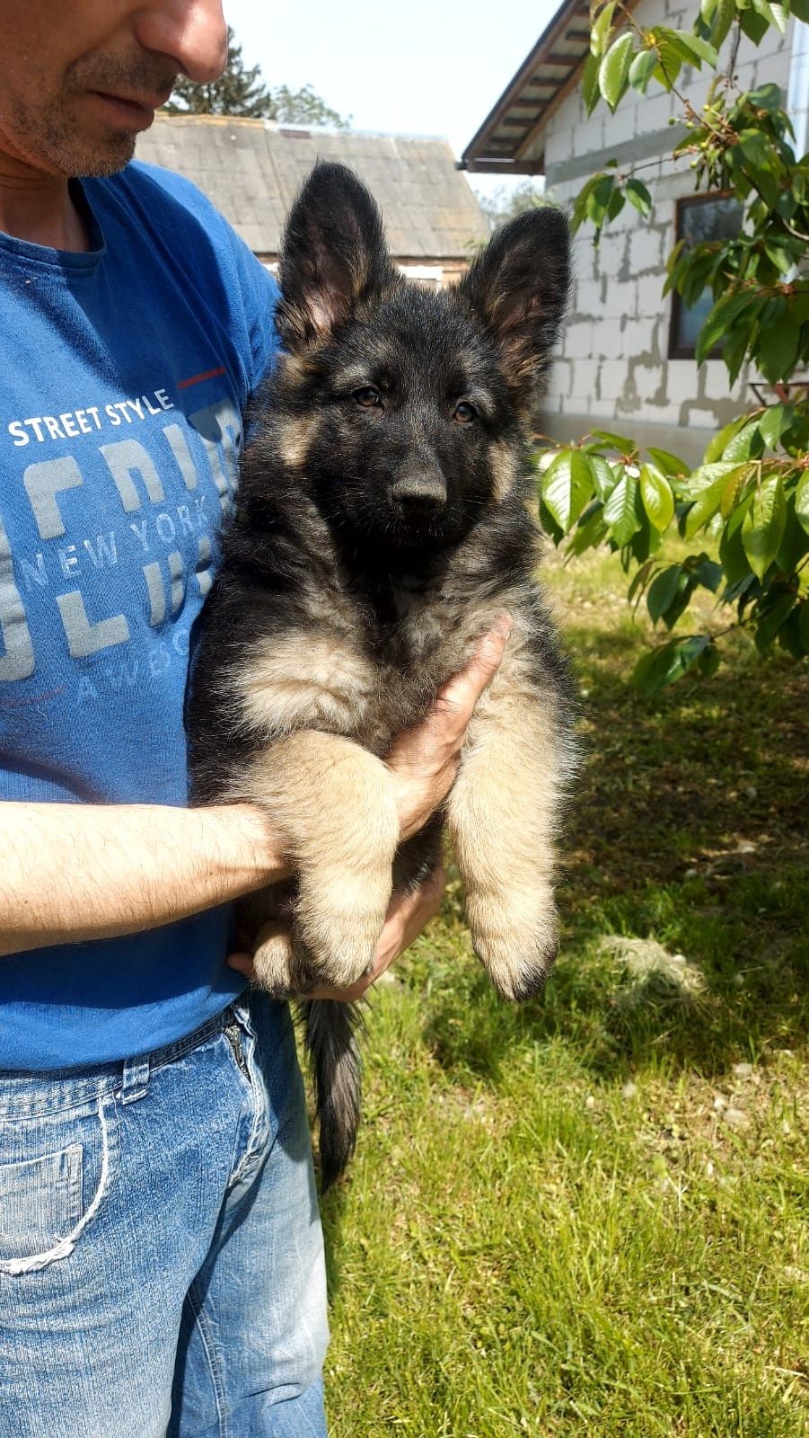 Цуценята німецької вівчарки