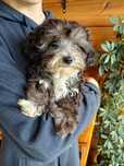 Piesek Pooton Maltipoo