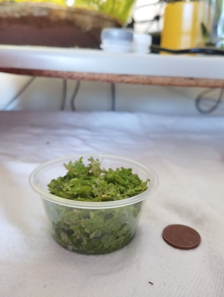 Planta aquário - Duckweed