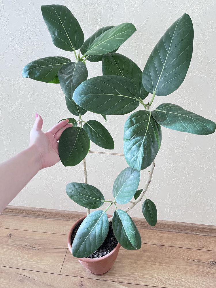 Бенгальский фикус (Баньян), фикус Одри (ficus benghalensis Audrey)