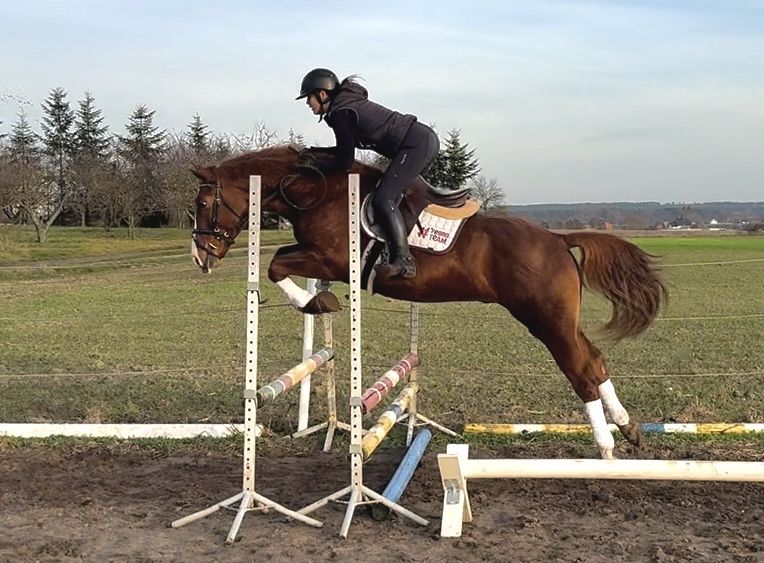 Kochany 3 letni wałach wszechstronny TUV