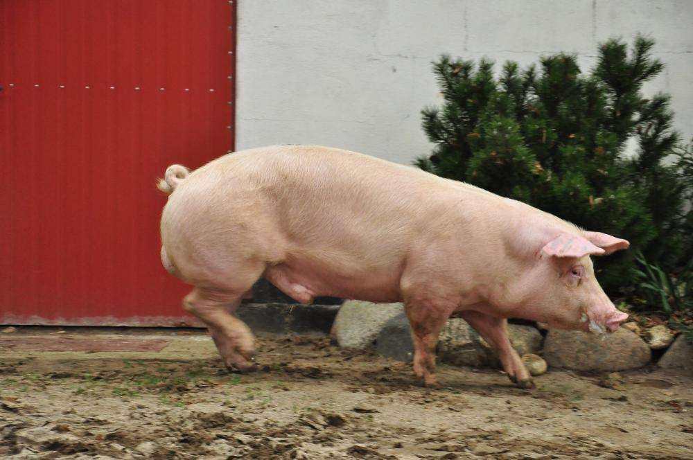 KNURKI i LOSZKI hodowlane sprzedam