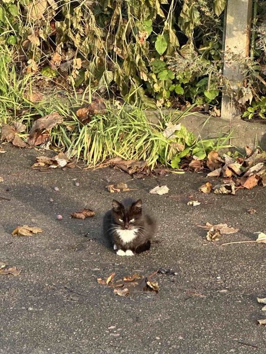 Кіт хлопець чорного кольору