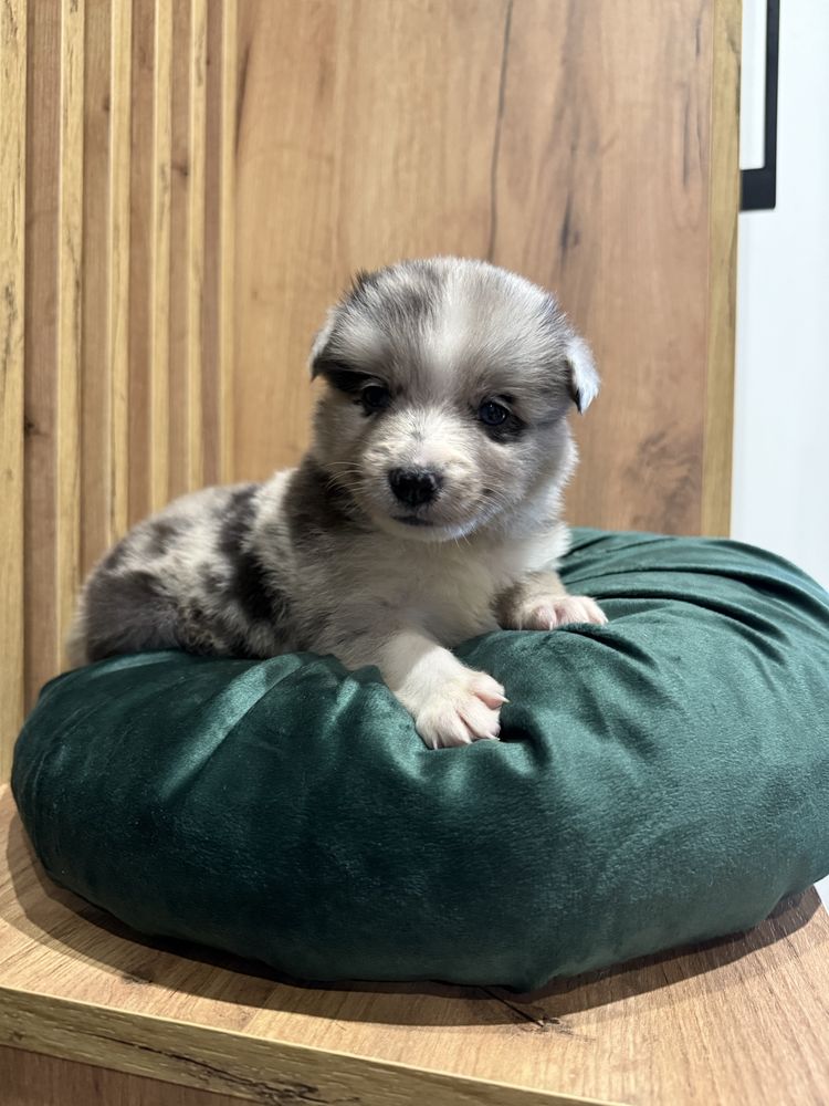 Suczka Blue merle Border Collie