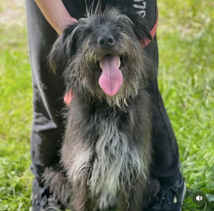 Молода собака породи різеншнауцер