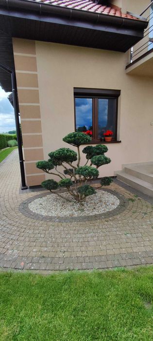 Formowanie żywopłotów i roślin ozdobnych, cięcie roślin przycinanie