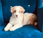 Owczarek australijski Aussie śliczny chłopiec red merle video