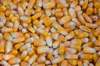 Кукурудза кукуруза суха урожаю 2023
