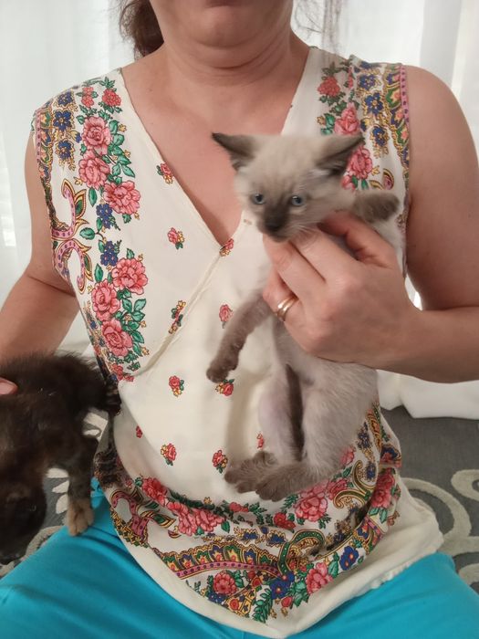 Três gatinhas lindas
