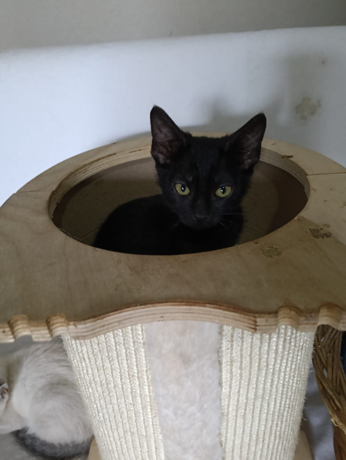 Gatinho disponível para adopção. Podem viajar para o estrangeiro.