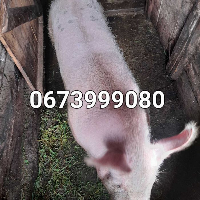 Свиня вирощена на домашніх кормах