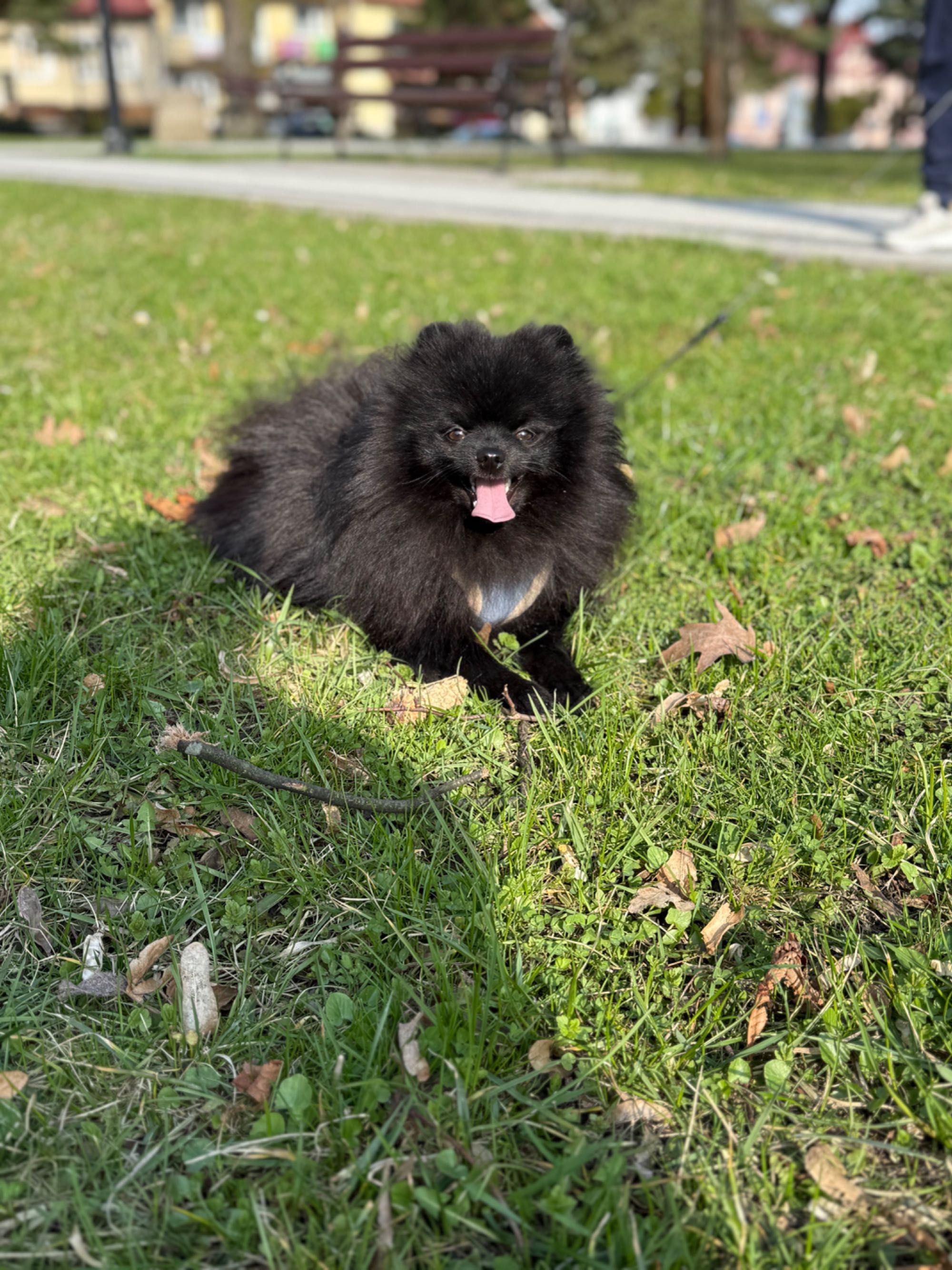 Szpic miniaturowy, Pomeranian XS