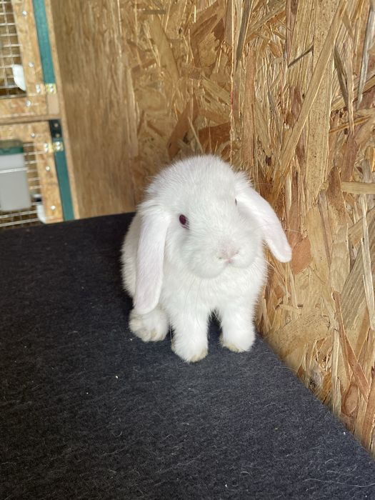 Sprzedam dwie samiczki mini lop