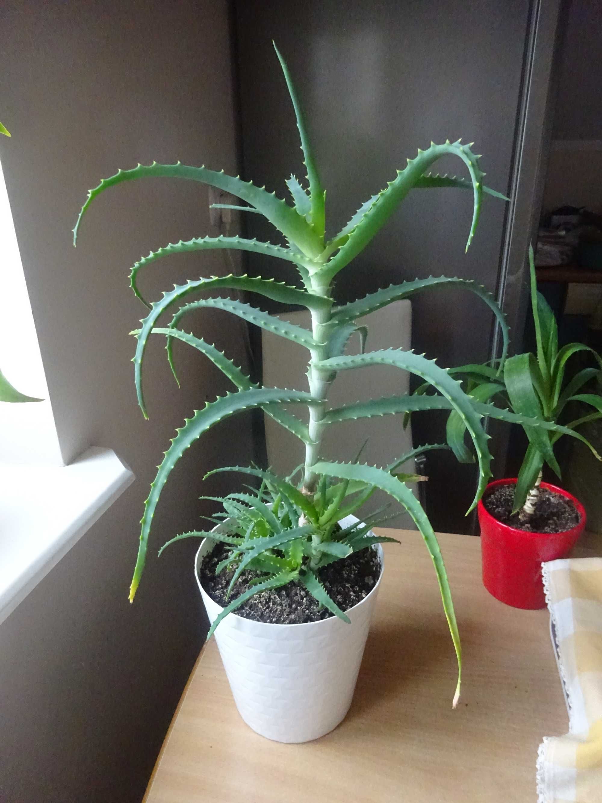 58 cm kwiat doniczkowy aloes ładny dorodny w doniczce